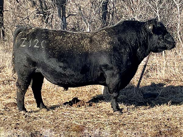 Totton Angus Ranch